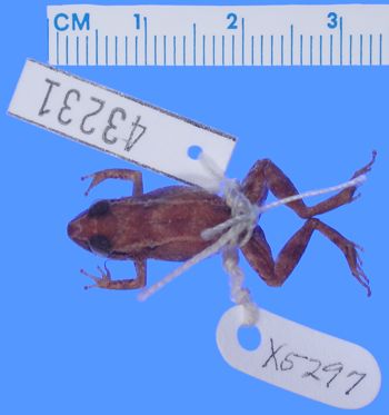 Media type: image; Herpetology A-43231